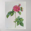 Suche nach rosa band poster Rose