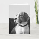 Suche nach beagles karten Fotografie