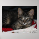 Suche nach weihnachtskätzchen poster Niedliches kätzchen