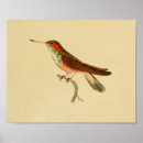 Suche nach grüner kolibri poster Kolibris