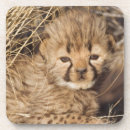 Suche nach namibia untersetzer Katze