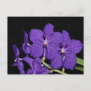 Suche nach lila der orchidee postkarten Pflanze