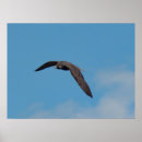 Suche nach wanderfalke poster Natur