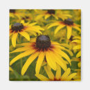 Suche nach auge magnete Blume