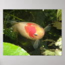Suche nach goldfisch poster Fotografie