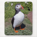 Suche nach papageientaucher mousepads Auk