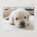 Suche nach goldener labrador postkarten Niedlich