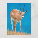 Suche nach gazelle postkarten Farbbild
