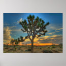 Suche nach mojave desert poster Cactus