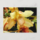 Suche nach rote orchidee poster Cymbidium