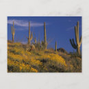Suche nach pipe organ poster Saguaro