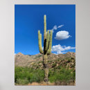 Suche nach saguaro cactus poster Fotografie