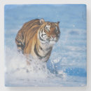 Suche nach tiger untersetzer Tierwelt