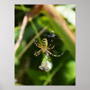 Suche nach beute poster Spinne
