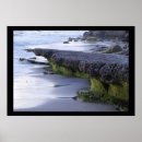 Suche nach ocean life poster Nature