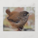 Suche nach junger vogel postkarten Vögel