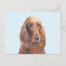 Suche nach irish setter postkarten Irisch