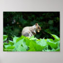 Suche nach nuss mit eichhörnchen poster Natur