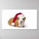Suche nach guinea pig poster Schwein