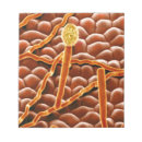 Suche nach biologie notizblock Farbeffekt