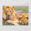 Suche nach afrikanische löwen postkarten Wild