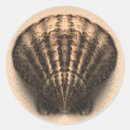 Suche nach muschel aufkleber Seashells