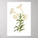 Suche nach lilium poster Botanisch