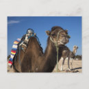 Suche nach sahara postkarten Kamel