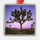 Suche nach joshua tree ornamente Landschaft