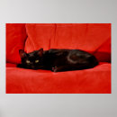 Suche nach schlechte katze poster Kätzchen