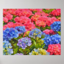 Suche nach hydrangea blume poster Natur