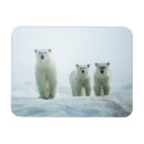 Suche nach cute magnete Animals in the wild