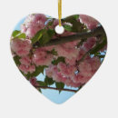 Suche nach kirschbaum ornamente Blume