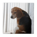 Suche nach beagles fliesen Hunde
