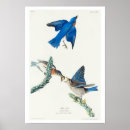 Suche nach audubon vögel poster Vogelvogel