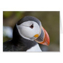 Suche nach seevogel postkarten Weiß