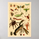 Suche nach spinne kunst Druck