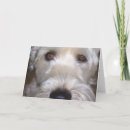 Suche nach wheatens karten Weich überzogener wheaten terrier