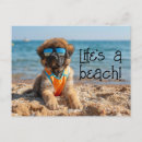 Suche nach über leonberger postkarten Hund