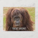 Suche nach orang utan postkarten Wildtiere