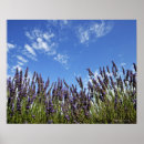 Suche nach himmel blau poster Lila