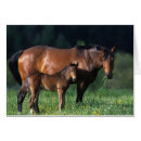 Suche nach stutenfohlen postkarten Foto