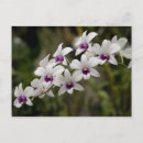 Suche nach sanskrit poster Nationaler orchideengarten