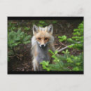 Suche nach roter fuchs postkarten Fleischfresser