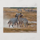 Suche nach amboseli nationalpark postkarten Kenya