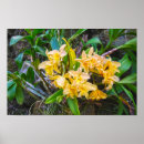 Suche nach cattleya poster Orchideen
