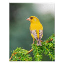 Suche nach grüner vogel poster Niederlassung