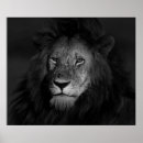 Suche nach male lion poster Löwe