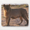 Suche nach löwe foto mousepads Löwen