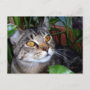 Suche nach katzenliebhaber postkarten Foto